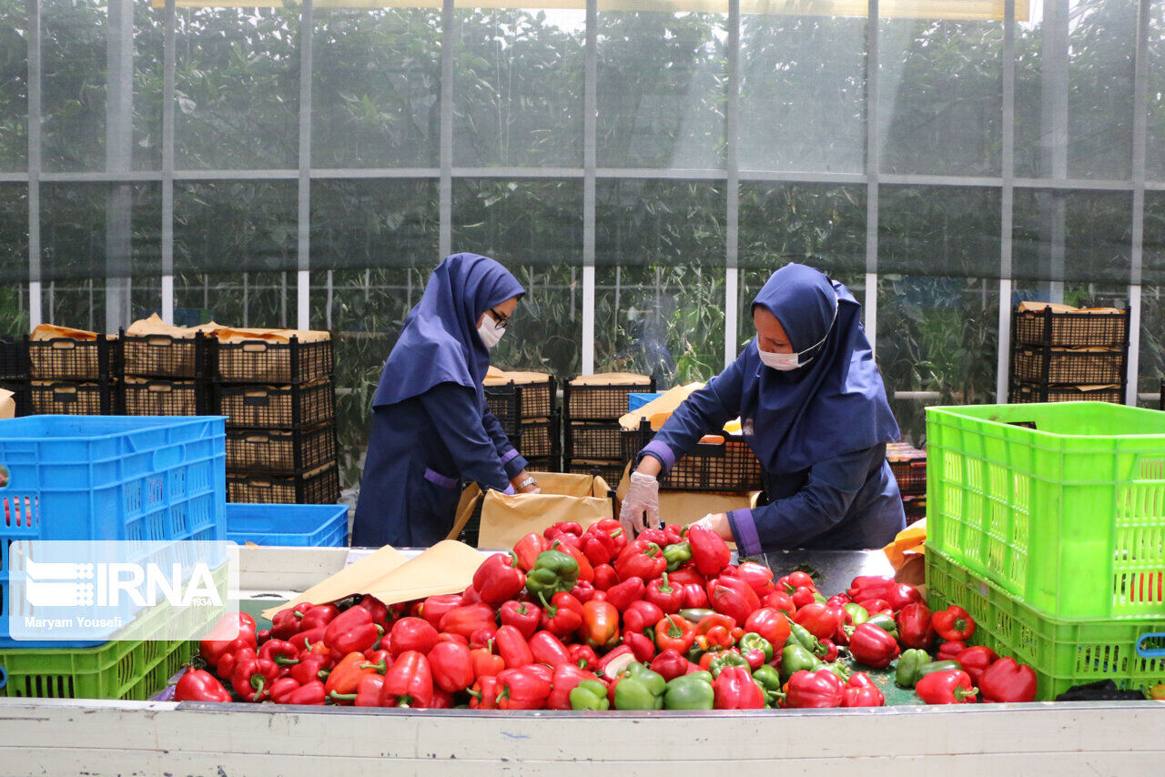 ۵۰۰ میلیون نفر در جهان مشتری محصولات کشاورزی ایران هستند