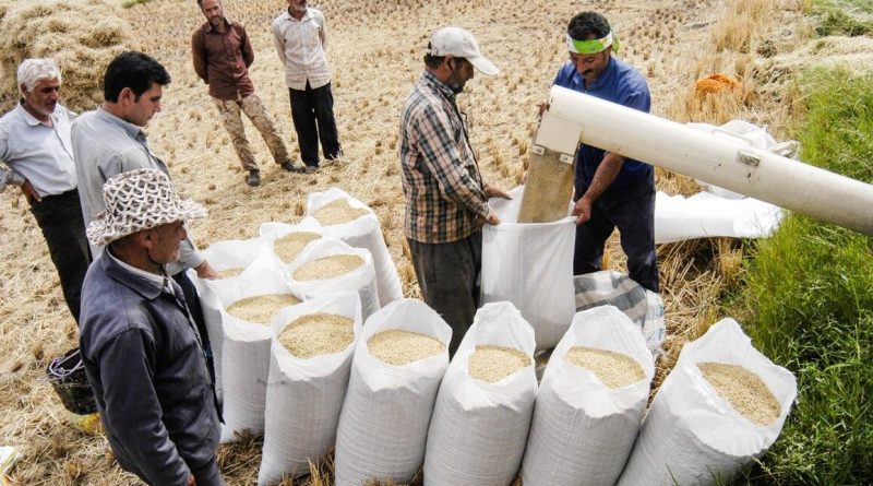 سیگنال جدی کاهش قیمت برنج