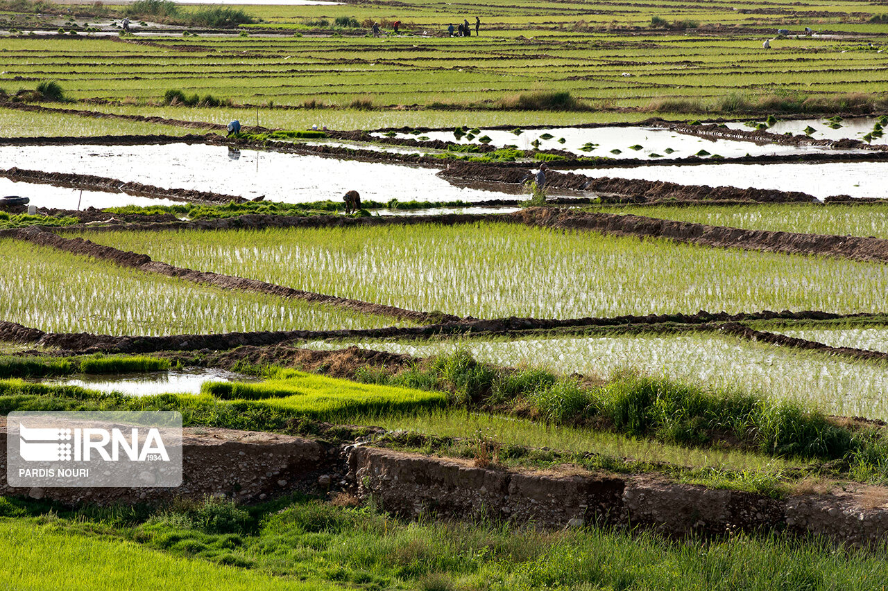 تحقق برنامه کشت قراردادی ۴۵ هزار هکتار برنج در سه استان شمالی
