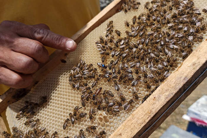 زنبوردار مشگین‌شهری ۱۱ هزار و ۲۰۰ ملکه زنبور عسل تولید کرد