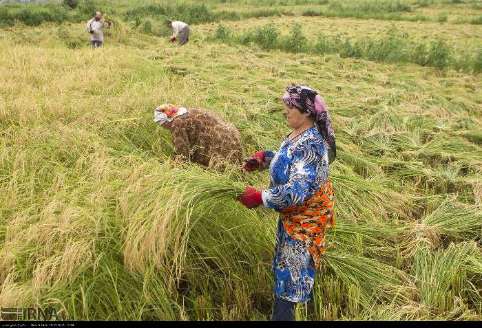 رکود انتظاریِ بازار برنج مازندران در آستانه برداشت محصول جدید