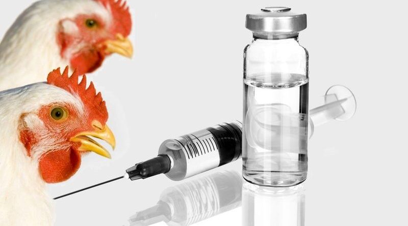 موسسه رازی ۳۰ درصد واکسن طیور کشور را تامین می کند