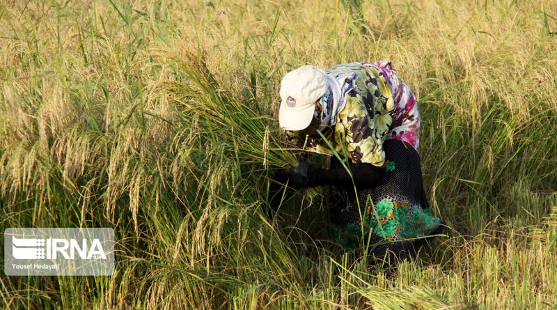 برنجکاران گیلان کرت‌های شالیزاری را برای خروج آب باران باز نگه دارند