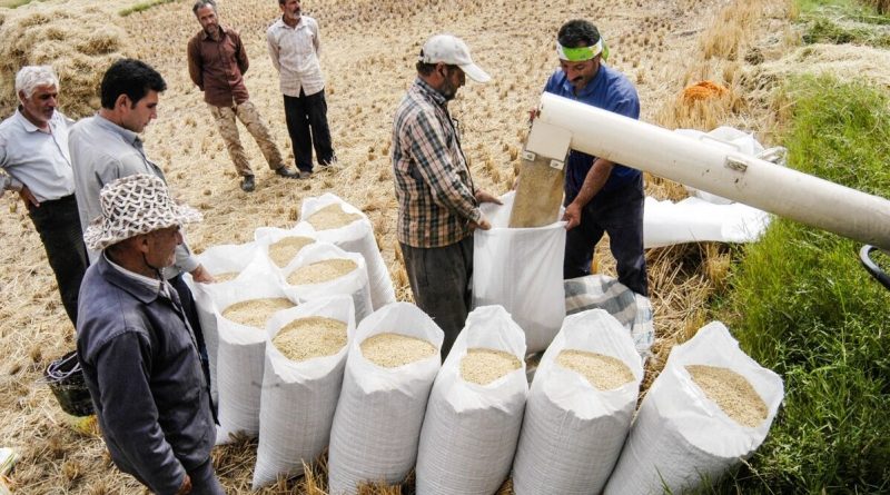 کاهش جدی قیمت برنج در راه است