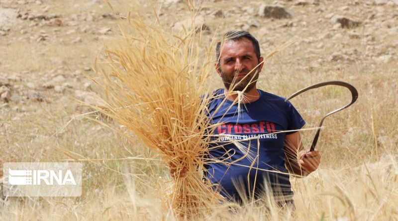 معاون وزیر جهادکشاورزی:امنیت غذایی کشور در دست ۴.۵ میلیون کشاورز است