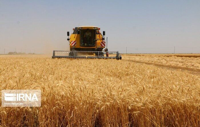 خرید تضمینی گندم در استان اردبیل ۳۰ درصد افزایش یافت