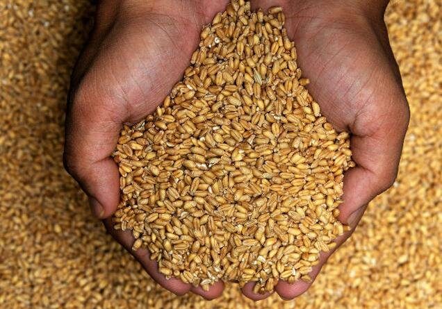رشد ۵۰ درصدی خرید گندم در قزوین/ خشکسالی حریف اراده کشاورزان و دولت نشد