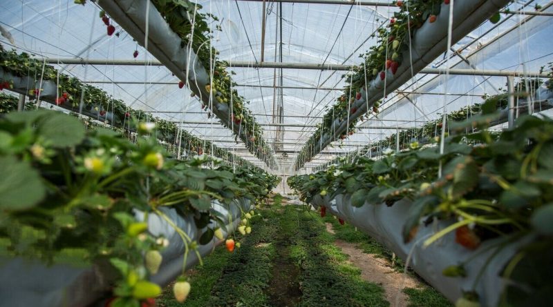 ۳۷ طرح کشاورزی به‌مناسبت هفته دولت در قم افتتاح می شود