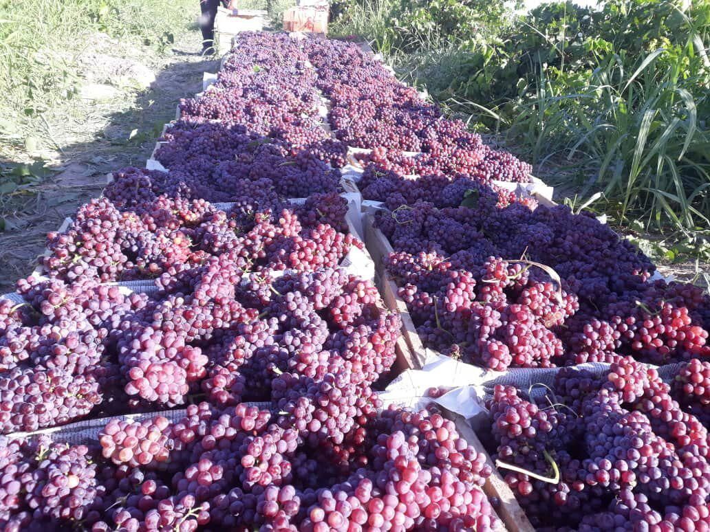 پیش‌بینی برداشت ۲۱ هزار تن انگور در قم