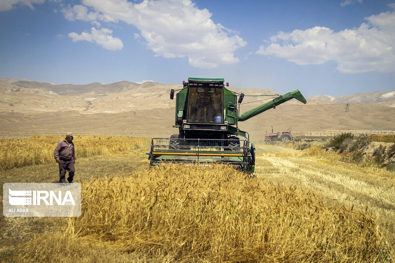 خرید تضمینی گندم در استان سمنان به ۴۱ هزار و ۱۴۰ تن رسید