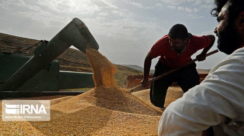 پیش‌بینی خرید ۷ میلیون تن گندم در سال جاری از کشاورزان