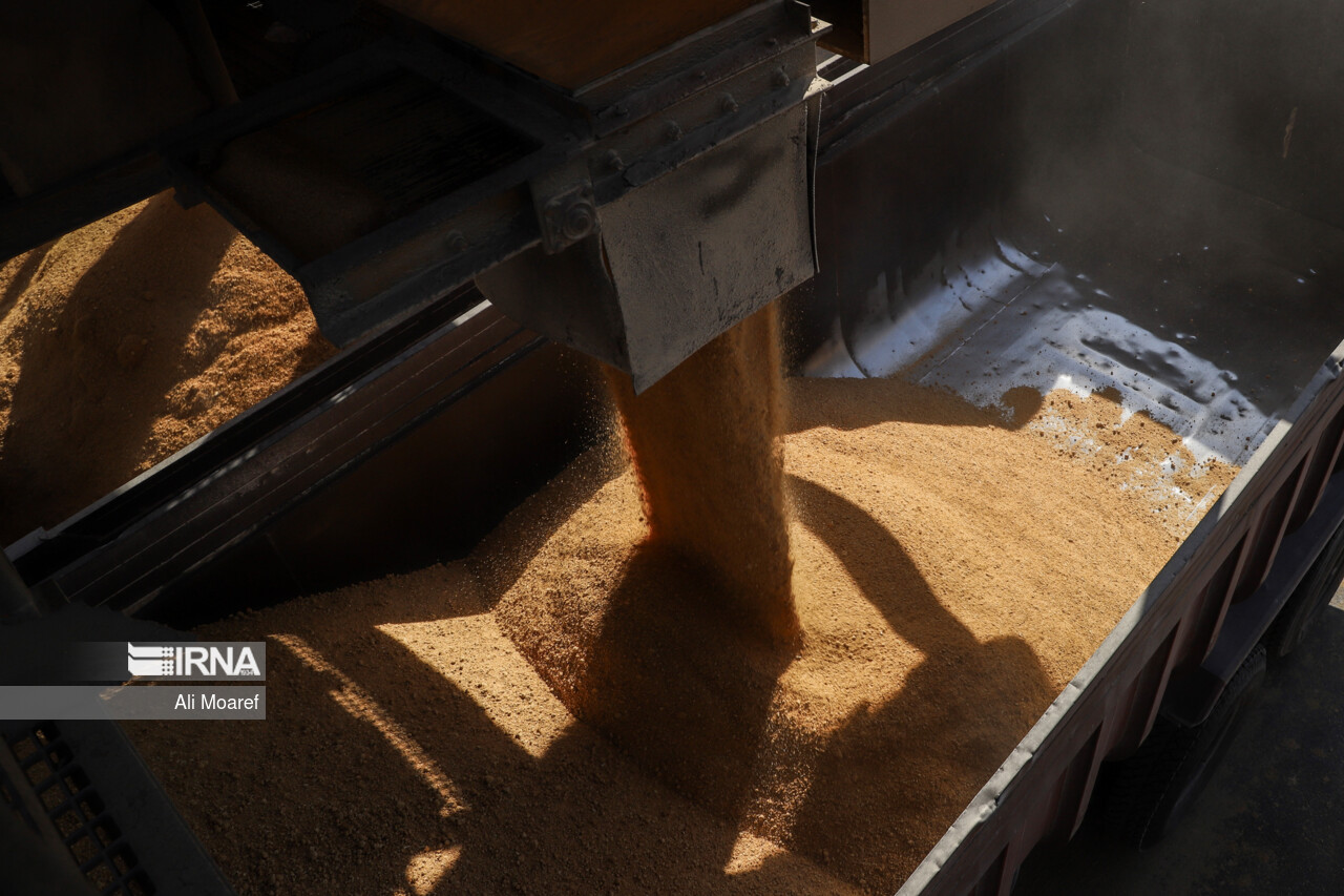 10 کشتی بارگیری شده با نهاده های دامی طی دو ماه گذشته وارد کشور شدند