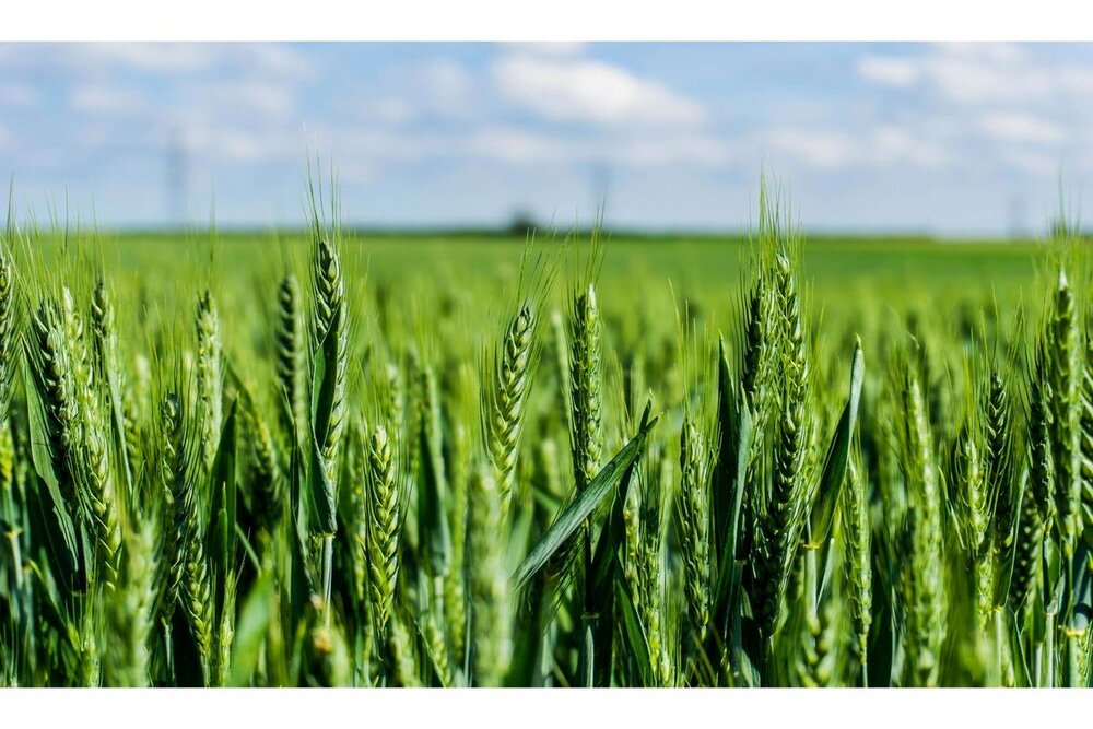 امسال گندم وارد نمی کنیم