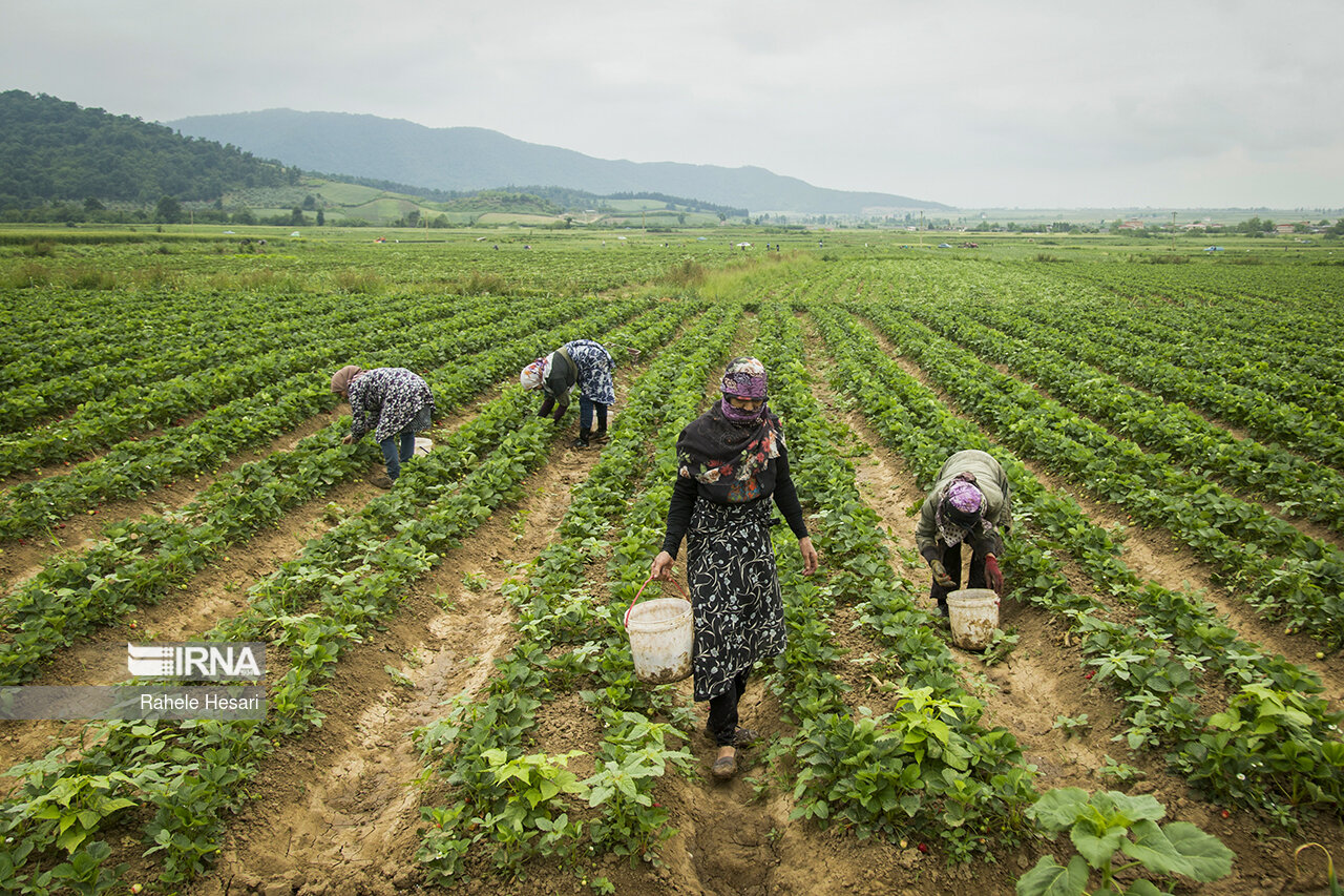 95 درصد محصولات کشاورزی توسط بخش خصوصی تولید می شود