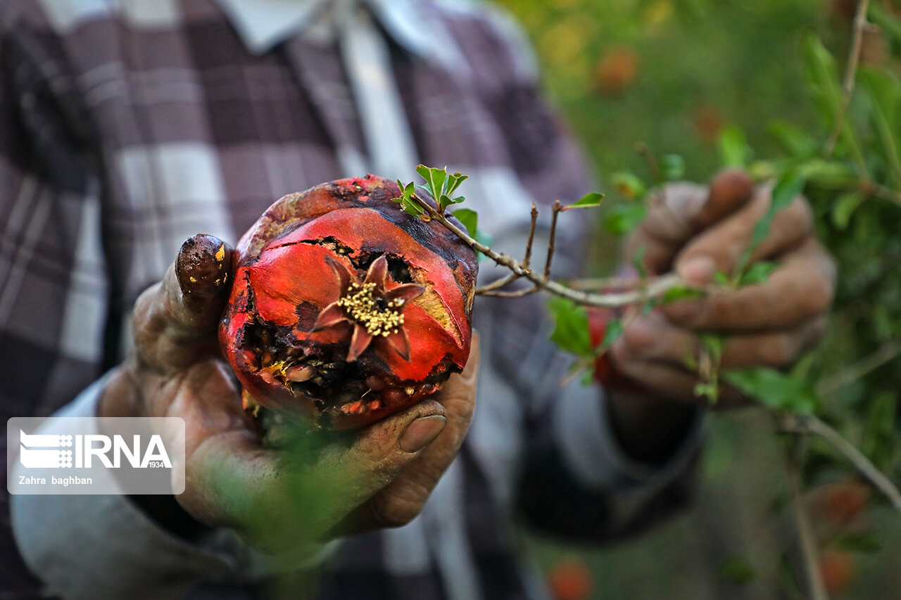 اقدامات پیشگیرانه برای درمان کرم گلو انار انجام دهید
