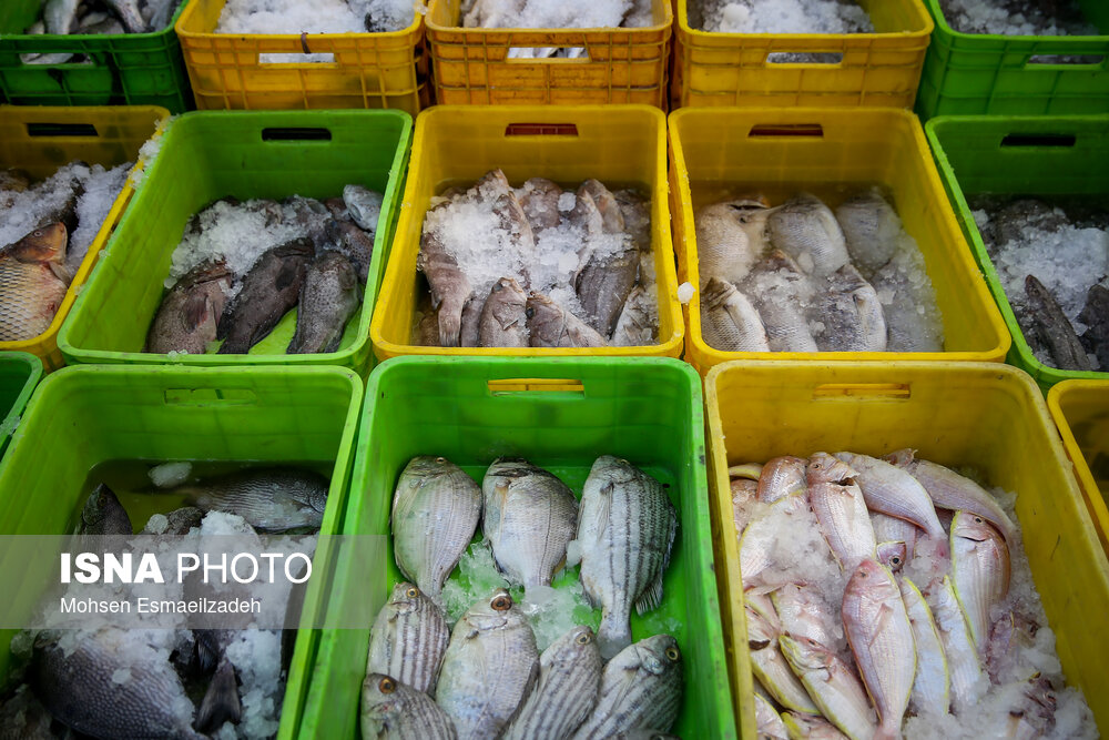 ایران در فهرست کشورهای صادرکننده/مقصد صادرات محصولات شیلاتی در کجا قرار دارد؟