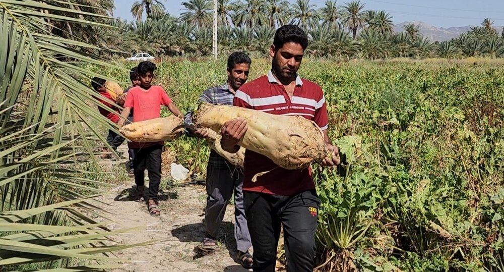 برداشت 21 کیلوگرم چغندر در توخور و هشتبندی
