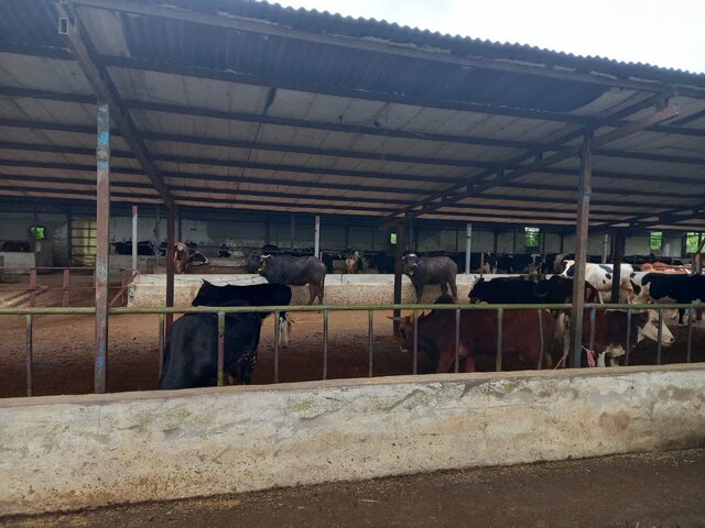 تجهیز نهادهای دامپروری یکی از برنامه های وزارت جهاد کشاورزی است