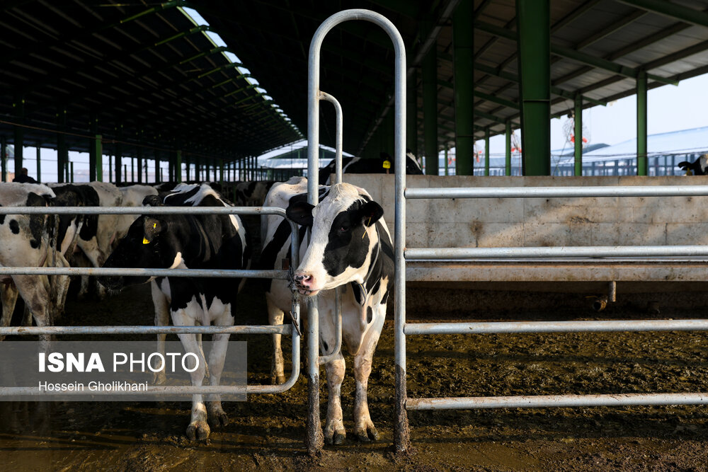تولید سلنیوم ارگانیک و رقیق کننده اسپرم با مصرف حیوانی در کشور