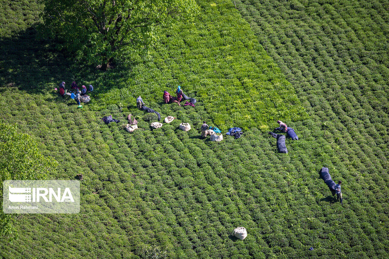 خرید 45000 تن برگ سبز چای / استخراج بیش از 10000 تن چای خشک