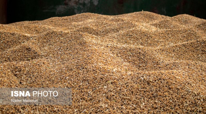 خرید گندم در خوزستان از مرز 1.5 میلیون تن گذشت