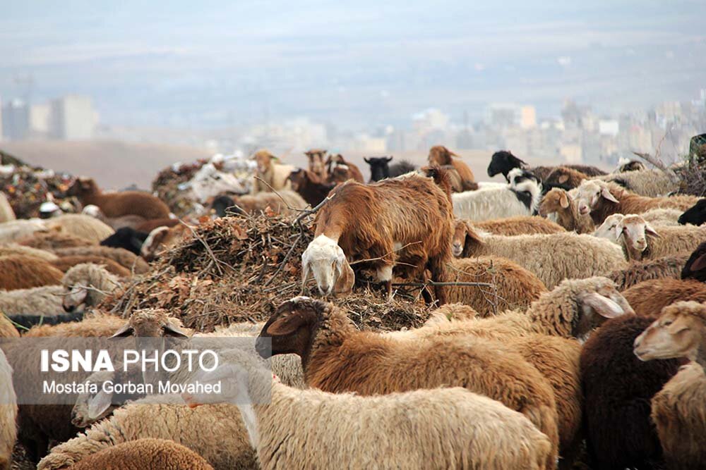 دلار آرام شد و قیمت دام زنده کاهش یافت