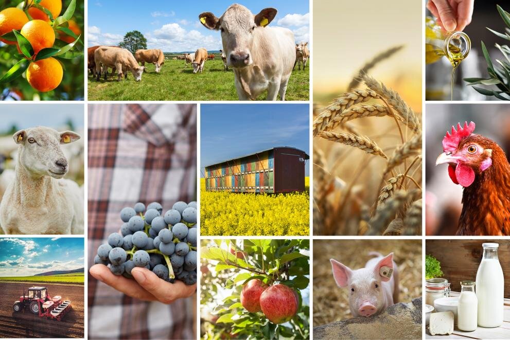 قیمت جهانی مواد غذایی به کجا می‌رود؟