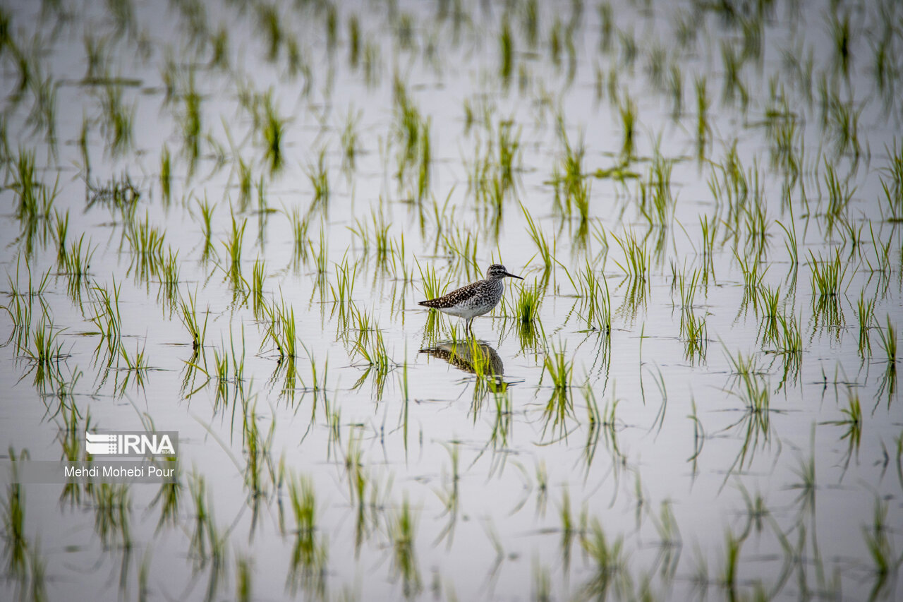 لزوم حمایت از طرح های نوظهور با ایده های کشاورزی به منظور بهبود بهره وری