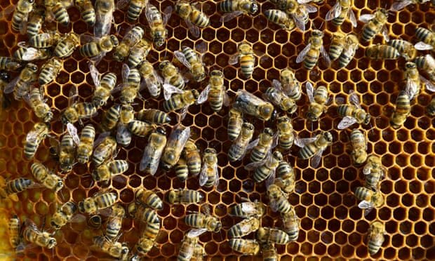 محصولات زنبور عسل از مالیات بر ارزش افزوده معاف هستند