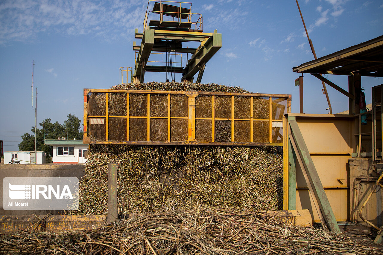 مدیریت پسماندهای کشاورزی برای مصرف خوراک دام / 2.5 تن ضایعات نیشکر