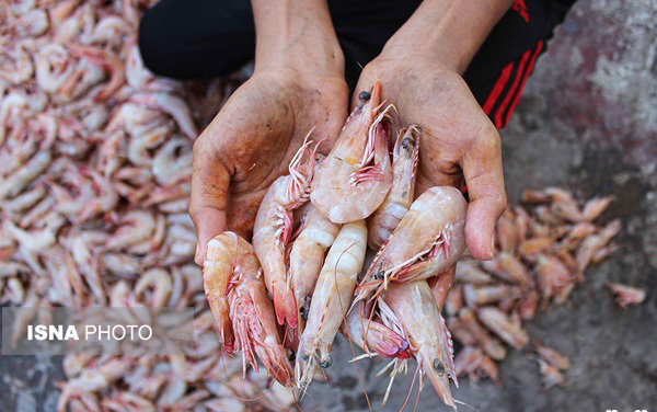 مزیت های خوزستان در مقابله با شیوع بیماری AHPND در مزارع پرورش میگو