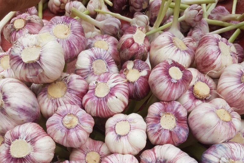 مقصد صادرات سیر ایران کجاست؟ / سال گذشته 50 هزار تن صادر شد