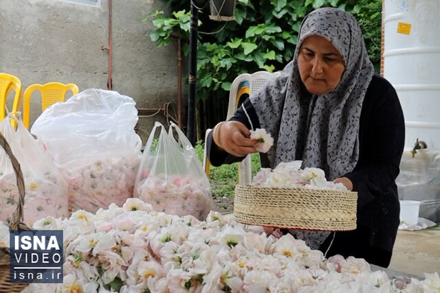 ویدئو/شفت صنفی گلابگیری; آیین سنتی با عطر بهار