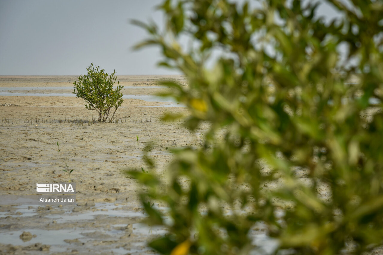 کاشت 250 میلیون درخت در 1000 روز خدمت 13 دولت