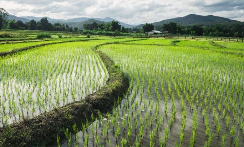 بحران کمآبی در بزرگترین تولیدکننده برنج جهان نمایان شد