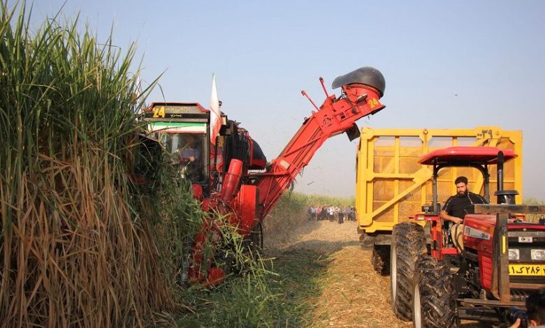 برداشت نیشکر در صومعه سرا آغاز شد