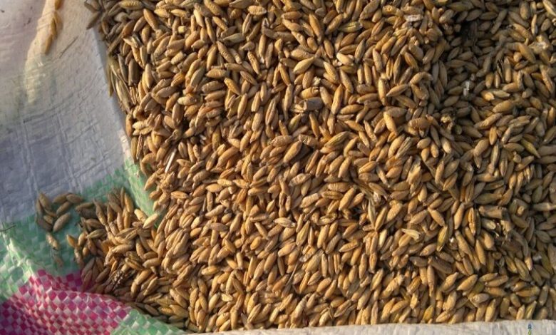 «تریتیکاله» جایگزین نهادههای وارداتی/ آیا هورموندرمانی مرغها واقعیت دارد؟ + فیلم