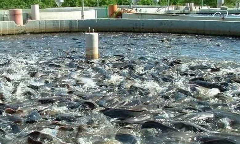 رشد دو برابری اجرای طرح های شیلاتی با همکاری بنیاد برکت