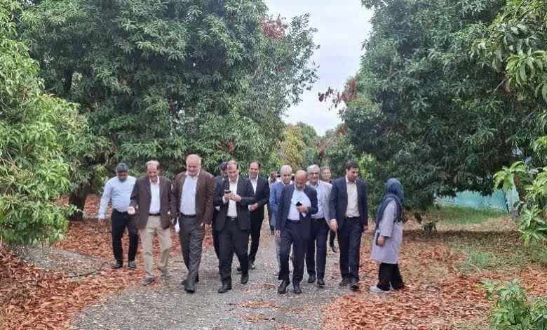 معاون وزیر جهادکشاورزی: نوسازی باغهای هرمزگان با ارقام تجاری و مقاوم در دستور کار است