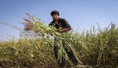 پیشبینی تولید بیش از ۴۶۰۰ تن کنجد از مزارع دلگان