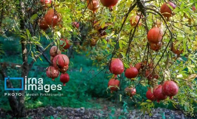 کرم گلوگاه، بزرگترین چالش باغات انار قزوین