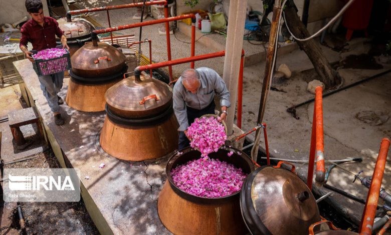 گلاب سیاه توسط شرکت های دانش بنیان ایرانی تولید شد