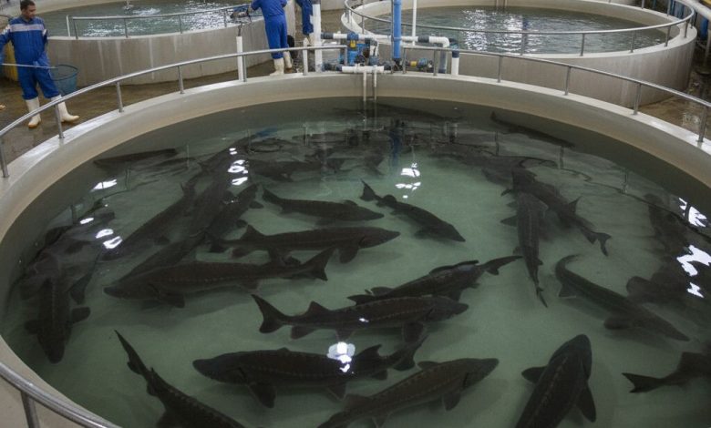 ۴۵۰ میلیون دلار صادرات محصولات شیلاتی در هفت ماهه امسال