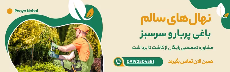 قیمت نهال گردو
