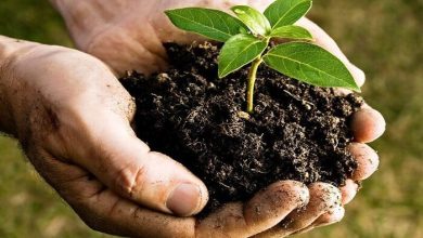 اجرای ۱۰۰ هزار هکتار مطالعات خاک شناسی در کشور در سال