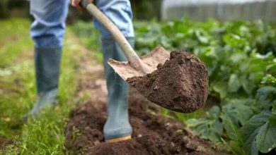 اراضی کشاورزی در «تله توسعه» شهرها/ برنامه «پزشک خاک» کلید خورد