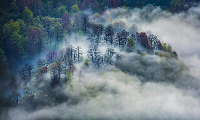 افت کیفیت پوشش گیاهی ذخیره کربن خاک را ۷۵ درصد کاهش میدهد