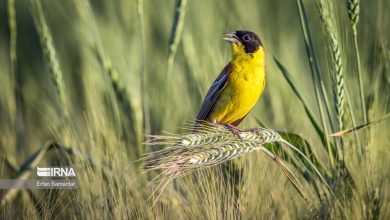 افزایش خسارت پرندگان و ابلاغ دستور اقدام فوری در مزارع کشور