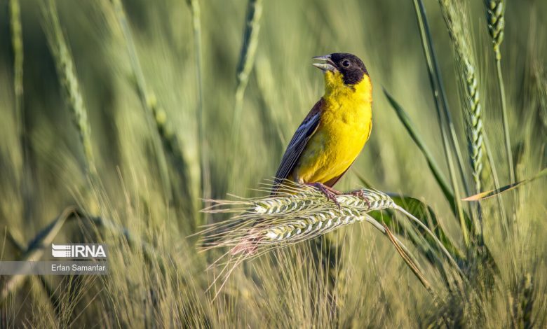 افزایش خسارت پرندگان و ابلاغ دستور اقدام فوری در مزارع کشور