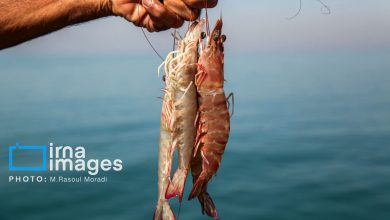 افزایش ۳۷ درصدی تولید میگو/ بوشهر نخستین تولیدکننده میگو کشور